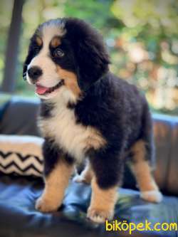 Bernese Moıntaın Dog Yavruları 5