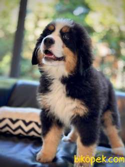 Bernese Moıntaın Dog Yavruları 5