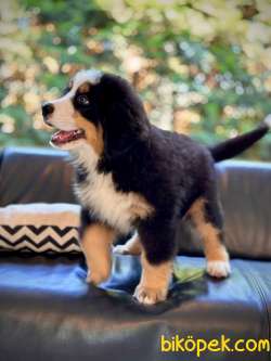 Bernese Moıntaın Dog Yavruları 3