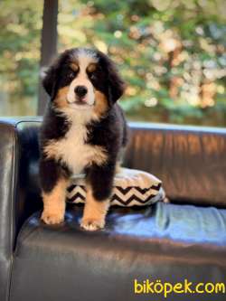 Bernese Moıntaın Dog Yavruları