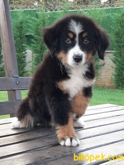 BERNESE MOUNTAIN DOG 5