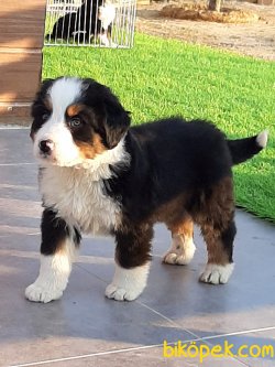 BERNESE MOUNTAIN DOG 2