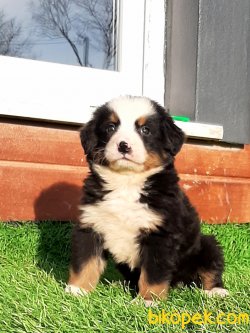 BERNESE MOUNTAIN DOG 1