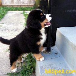 Bernese Mountain Dog Özel Üretim Köpeğimiz 3