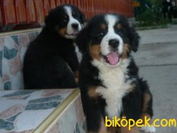 Bernese Mountain Dog Özel Üretim Köpeğimiz 2