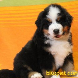 Bernese Mountain Dog Özel Üretim Köpeğimiz 1