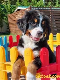 BERNESE MOUNTAİN DOG YAVRULARI 4