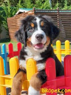 BERNESE MOUNTAİN DOG YAVRULARI