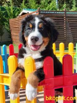 BERNESE MOUNTAİN DOG YAVRULARI 3