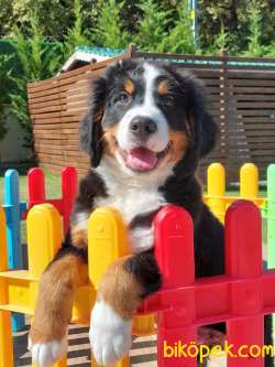 BERNESE MOUNTAİN DOG YAVRULARI 2