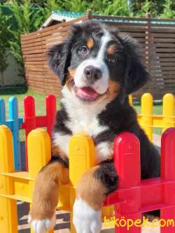 BERNESE MOUNTAİN DOG YAVRULARI 5