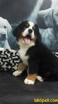 BERNESE MOUNTAIN DOG YAVRULARI 1