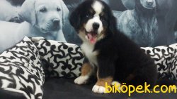 BERNESE MOUNTAIN DOG YAVRULARI 2