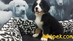 BERNESE MOUNTAIN DOG YAVRULARI 3