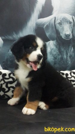 BERNESE MOUNTAIN DOG YAVRULARI 4