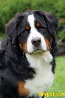 BERNESE MOUNTAIN DOG YAVRULARI 1