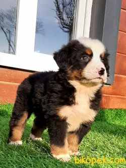 Bernese Mountain Dog Yavruları 4