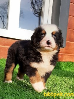 Bernese Mountain Dog Yavruları 1