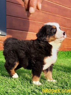 BERNESE MOUNTAIN DOG  YAVRULARI 2