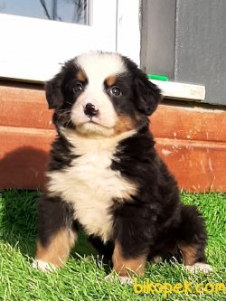 BERNESE MOUNTAIN DOG YAVRULARI 1