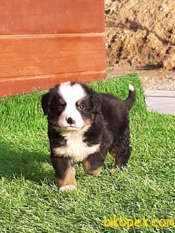 BERNESE MOUNTAIN DOG YAVRULARI 5