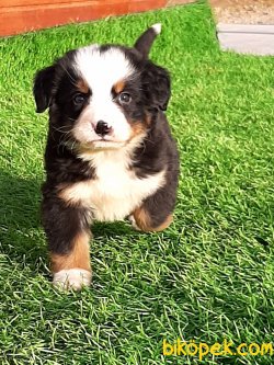 BERNESE MOUNTAIN DOG YAVRULARI 4