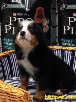 BERNESE MOUNTAIN DOG YAVRULARI 4