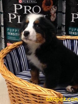 BERNESE MOUNTAIN DOG YAVRULARI 1