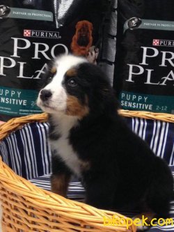 BERNESE MOUNTAIN DOG YAVRULARI 3