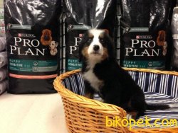 BERNESE MOUNTAIN DOG YAVRULARI 2
