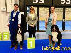 Bernese Mountain Dog Yavruları 1