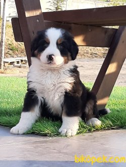 BERNESE MOUNTAIN DOG YAVRULARI 5