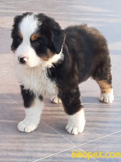 BERNESE MOUNTAIN DOG YAVRULARI 2