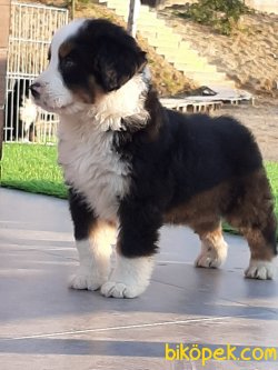 BERNESE MOUNTAIN DOG YAVRULARI 3