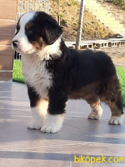 BERNESE MOUNTAIN DOG YAVRULARI 4