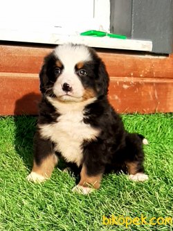 BERNESE MOUNTAIN DOG YAVRULARI 5
