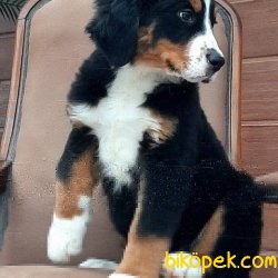 BERNESE MOUNTAIN DOG YAVRULARI 2