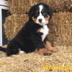 BERNESE MOUNTAIN DOG YAVRULARI 1