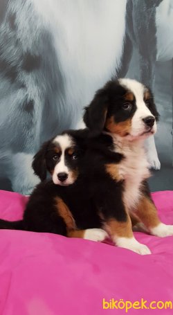 BERNESE MOUNTAIN DOG YAVRULARI 3