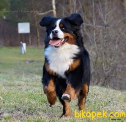 BERNESE MOUNTAIN DOG YAVRULARI 1