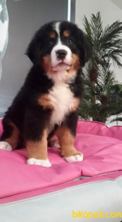 BERNESE MOUNTAIN DOG YAVRULARI 4