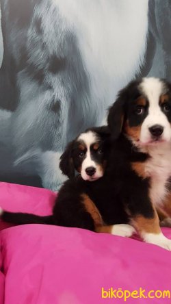BERNESE MOUNTAIN DOG YAVRULARI 2