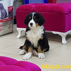 Bernese Mountain Dog Yavruları 1