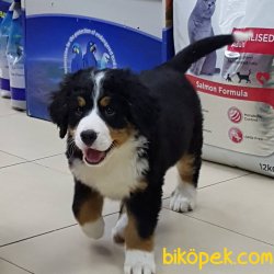 Bernese Mountain Dog Yavruları 5