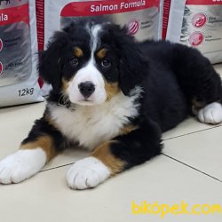 Bernese Mountain Dog Yavruları 2