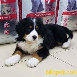 Bernese Mountain Dog Yavruları 3