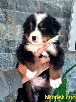 BERNESE MOUNTAIN DOG YAVRULARI 1