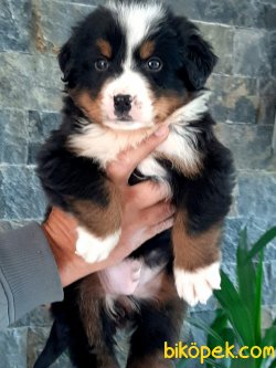 BERNESE MOUNTAIN DOG YAVRULARI 2