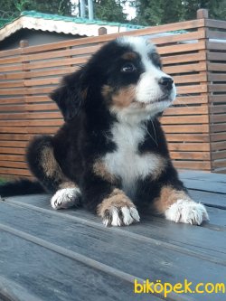 BERNESE MOUNTAIN DOG YAVRULARI 3