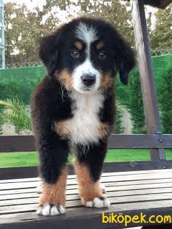 BERNESE MOUNTAIN DOG YAVRULARI 5